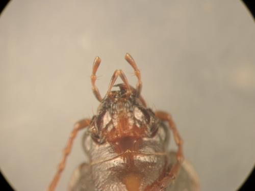 Nebria brevicollis