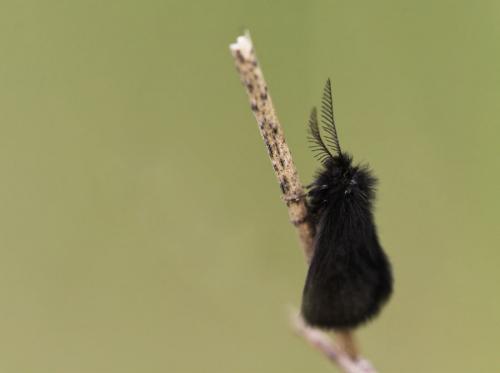 Epichnopterix sp.