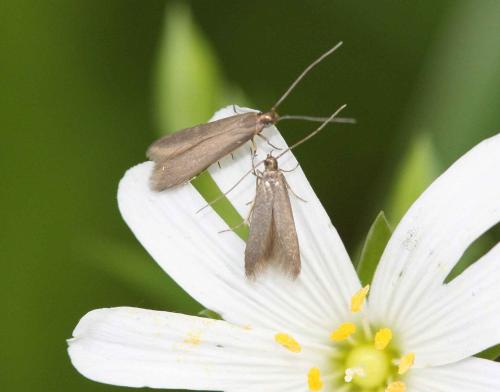 Metriotes lutarea