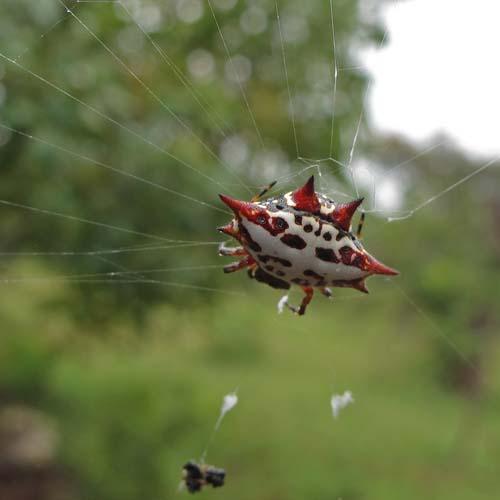 Gasteracantha sanguinolenta