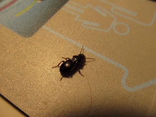 Pterostichus madidus