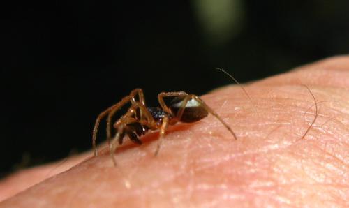Pachygnatha degeeri