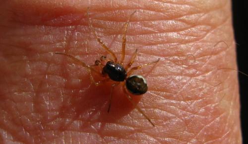 Réf. 84 172 : Pachygnatha degeeri