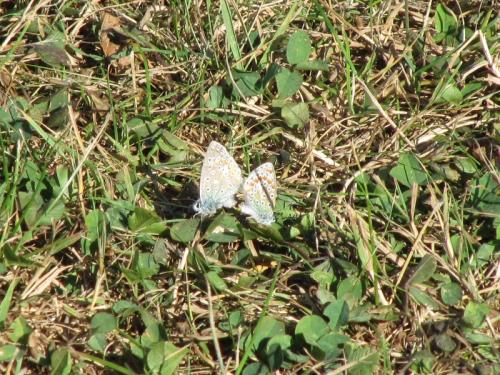Polyommatus icarus