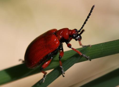 Lilioceris merdigera