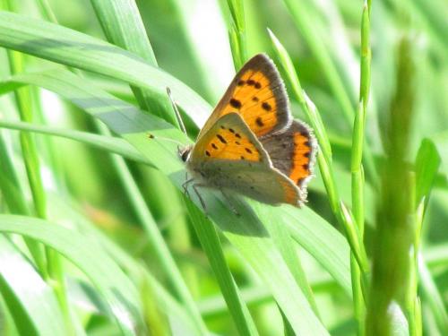 Lycaena phlaeas