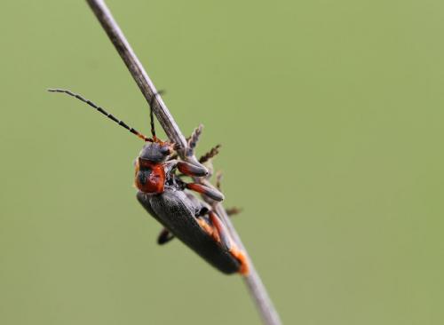 Réf. 84 662 : Cantharis rustica