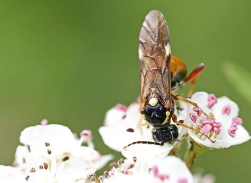 Tenthredopsis sp.