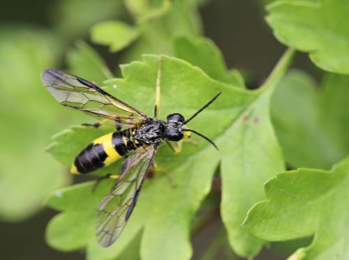 Tenthredo temula