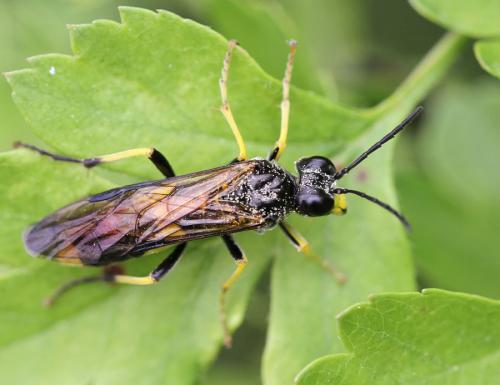 Réf. 84 890 : Tenthredo temula
