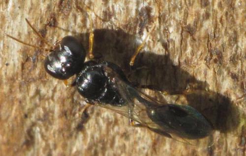 Réf. 84 654 : Stigmus sp.