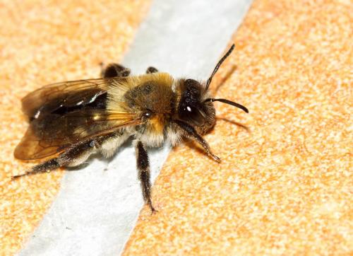 Andrena nitida