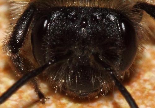 Andrena nitida