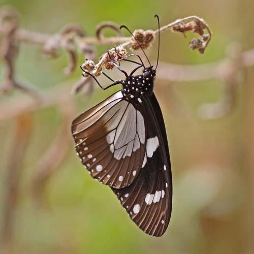 Réf. 84 028 : Amauris ochlea
