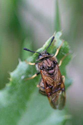 Abia lonicerae