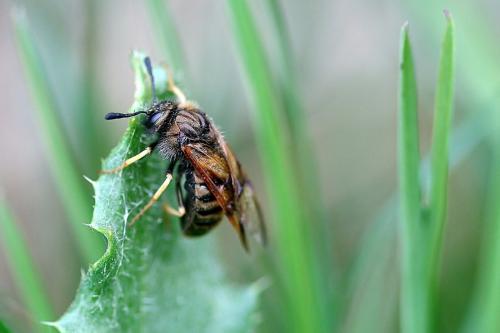 Abia lonicerae