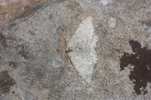 Scopula marginepunctata