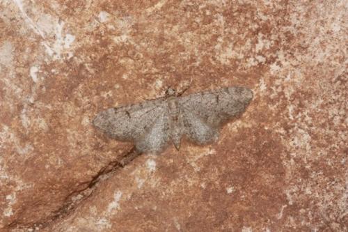 Eupithecia distinctaria
