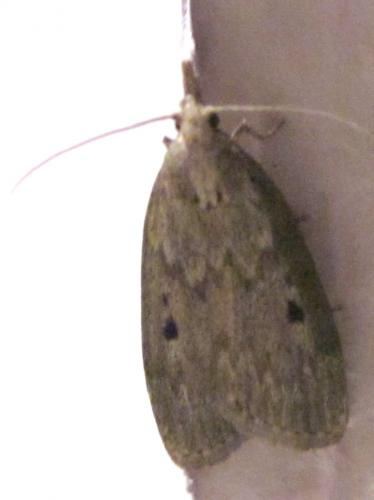 Aphomia sociella
