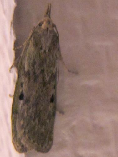 Aphomia sociella
