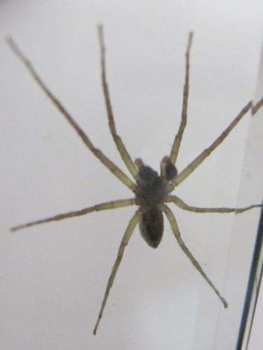 Philodromus dispar