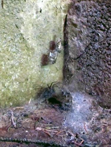Tegenaria sp.