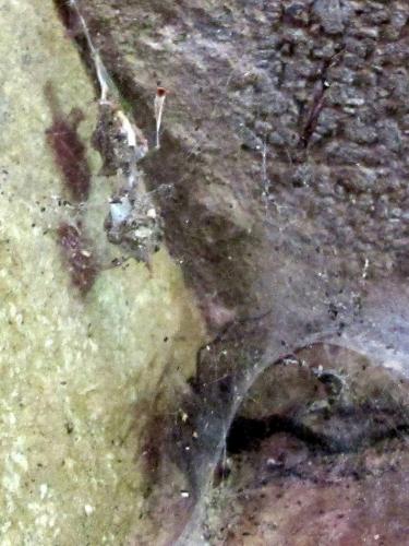 Tegenaria sp.