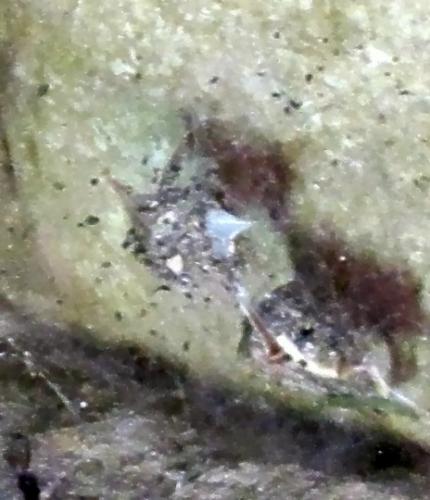 Tegenaria sp.