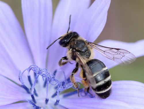 Réf. 84 271 : Andrena gravida