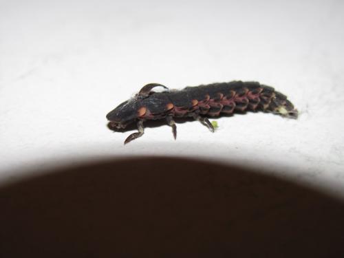 Lampyris noctiluca