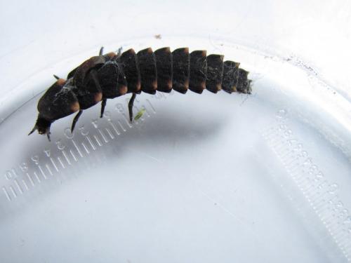 Lampyris noctiluca
