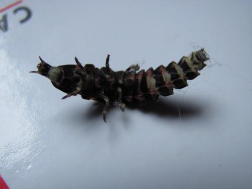 Lampyris noctiluca