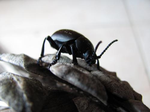 Timarcha tenebricosa