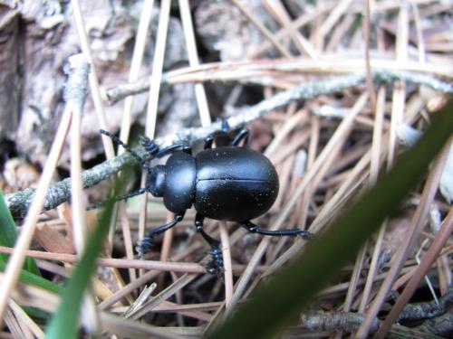 Timarcha tenebricosa