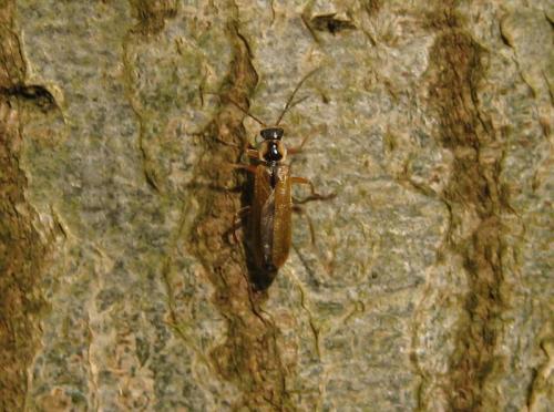 Cantharis decipiens