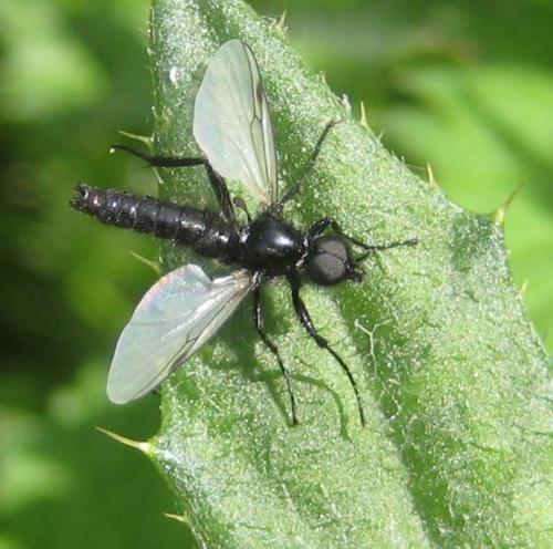 Bibio leucopterus