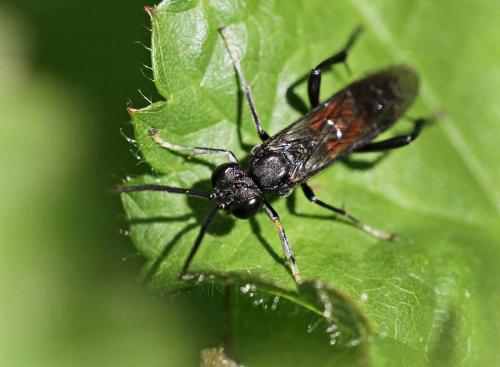 Réf. 84 461 : Macrophya blanda