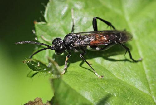 Réf. 84 462 : Macrophya blanda