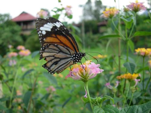 Réf. 84 376 : Danaus sp.