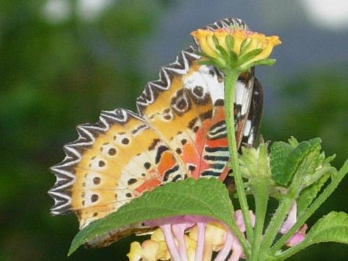 Réf. 84 377 : Cethosia sp.
