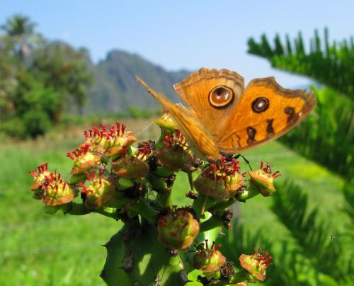 Réf. 84 380 : Junonia almana