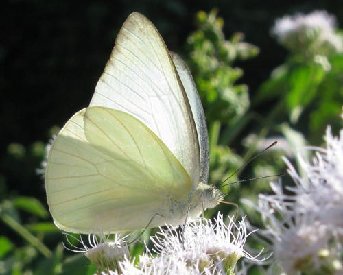 Appias sp.