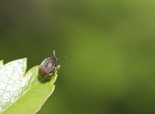 Bruchidius sp.
