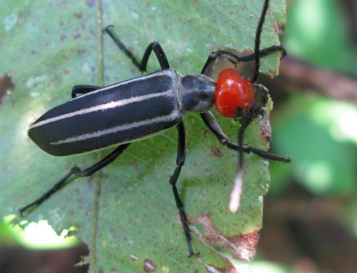 Epicauta waterhousei