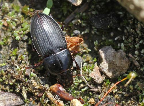 Réf. 84 511 : Harpalus dimidiatus