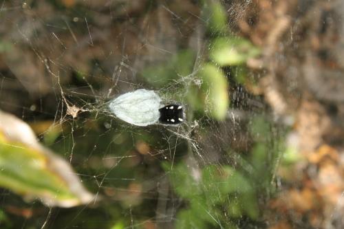 Cyrtophora citricola