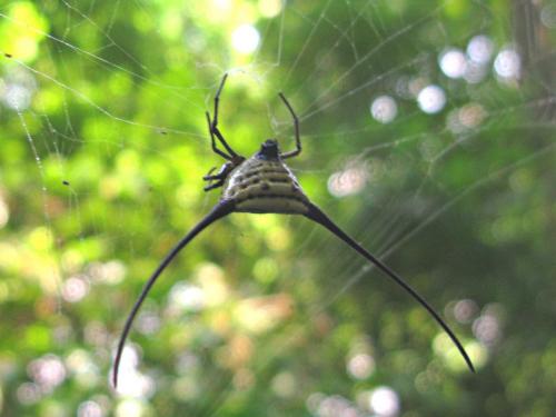 Réf. 84 494 : Macracantha arcuata