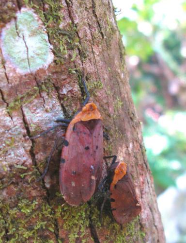 Réf. 84 501 : Penthicodes atomaria