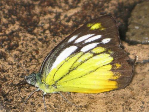 Cepora sp.