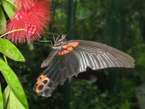 Papilio memnon